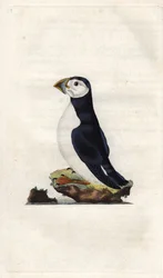 Papageitaucher. Fratercula arctica (Alca arctica). Kupferstich von Edward Donovan (1768-1837), veröffentlicht in Histoire naturelle des oiseaux britanniques, London