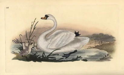 Höckerschwan, Cygnus olor, mit Küken. Handkolorierte Kupferplatte von Edward Donovan aus seinem eigenen „Natural History of British Birds“