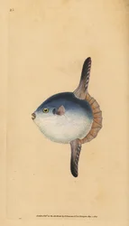Mondfisch, Mola mola. Gefährdet. (Mondfisch, Tetrodon mola). Handkolorierter Kupferstich, gezeichnet und gestochen von Edward Donovan, aus seinem Werk Natural History of British Fishes, Donovan und F. C. und J. Rivington, London