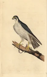 Wanderfalke, Falco peregrinus, an einen Ast gekettet. Handkolorierte Kupferstich von Edward Donovan aus seiner Natural History of British Birds, London