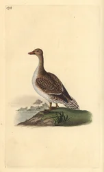 Spießente, Anas acuta, weiblich. Handkolorierte Kupferplatte von Edward Donovan aus seinem eigenen „Natural History of British Birds“