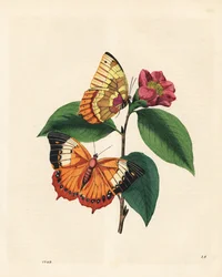 Einfarbiger Rajah-Schmetterling, Charaxes psaphon (Nymphalis bernardus) auf einer Kamelie. Kopiert aus Edward Donovans 