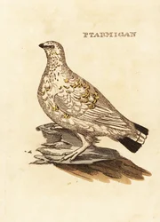 Moorschneehuhn oder Weißwild, Lagopus lagopus