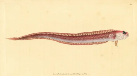 Rotbandfisch, Cepola macrophthalma. Handkolorierte Kupferstichzeichnung und -gravur von Edward Donovan aus seiner „Natural History of British Fishes“, Donovan und F.C. und J. Rivington, London