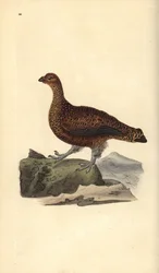 Moorschneehuhn (Weibchen), Lagopus scotica. Handkolorierter Kupferstich von Edward Donovan aus seiner eigenen „Natural History of British Birds“, London