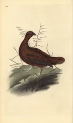 Moorschneehuhn, Lagopus lagopus scotica. Handkolorierte Kupferstich von Edward Donovan aus seiner Natural History of British Birds, London