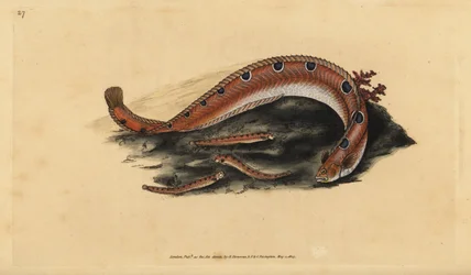 Butterfisch, Pholis gunnellus (Gefleckter Schleimfisch oder Butterfisch, Blennius gunnellus). Handkolorierte Kupferplatte gezeichnet und graviert von Edward Donovan aus seiner Naturgeschichte der britischen Fische, Donovan und F.C. und J. Rivington, London