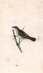 Rohrschwirl, Acrocephalus schoenobaenus. Kupferstich von Edward Donovan, veröffentlicht in „Histoire naturelle des oiseaux britanniques“