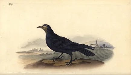Saatkrähe, Corvus frugilegus. Handkolorierte Kupferstichzeichnung und -gravur von Edward Donovan aus seinem eigenen „Natural History of British Birds“, London