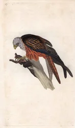 Roter Milan. Milvus milvus. Kupferstich von Edward Donovan (1768-1837), veröffentlicht in „Histoire naturelle des oiseaux britanniques“, London