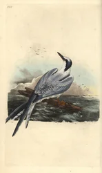 Brandseeschwalbe, Thalasseus sandvicensis. Handkolorierter Kupferstich, gezeichnet und gestochen von Edward Donovan nach seinem eigenen Werk „Natural History of British Birds“, London