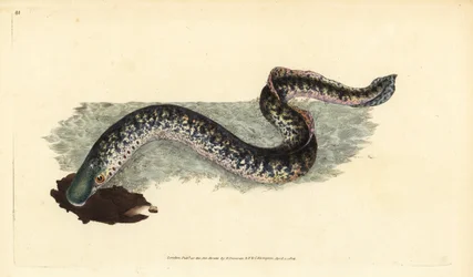Meerneunauge, Petromyzon marinus (Marine oder geflecktes Neunauge)