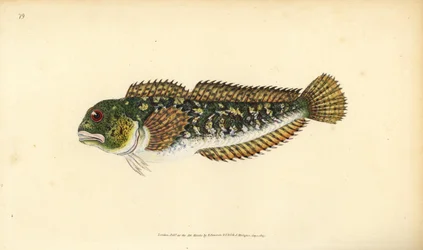 Schleimfisch, Lipophrys pholis. Handkolorierte Kupferstichzeichnung und -gravur von Edward Donovan aus seiner „Natural History of British Fishes“, Donovan und F.C. und J. Rivington, London