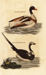 Brandgans, Tadorna tadorna, und Eisente, Clangula hyemalis