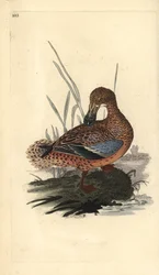 Löffelente (Weibchen), Anas clypeata. Handkolorierte Kupferstichzeichnung und -gravur von Edward Donovan aus seinem eigenen „Natural History of British Birds“, London