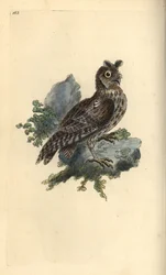 Kleine Ohreule, Strix pulchella. (Zwergohreule, Otus scops?) Handkolorierte Kupferstichzeichnung und -gravur von Edward Donovan aus seinem eigenen „Natural History of British Birds“, London