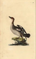 Zwergsäger, Mergellus albellus, Weibchen. Handkolorierte Kupferstichzeichnung und -gravur von Edward Donovan aus seinem eigenen „Natural History of British Birds“, London