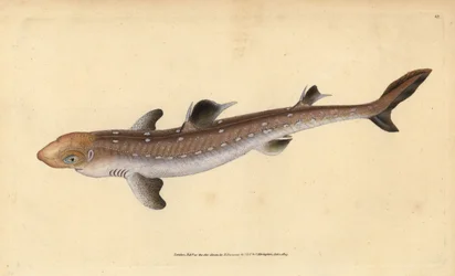 Dornhai, Squalus acanthias. Handkolorierte Kupferstichzeichnung und -gravur von Edward Donovan aus seiner „Natural History of British Fishes“, Donovan und F.C. und J. Rivington, London