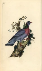 Hohltaube, Columba oenas. Handkolorierte Kupferplatte von Edward Donovan aus seinem eigenen „Natural History of British Birds“