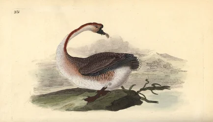 Schwanengans, Anser cygnoides, gefährdet. Handkolorierter Kupferstich gezeichnet und gestochen von Edward Donovan aus seinem eigenen „Natural History of British Birds“, London