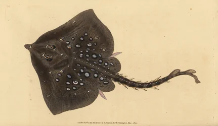 Nagelrochen, Raja clavata. Nahezu bedroht. Handkolorierte Kupferplatte gezeichnet und graviert von Edward Donovan aus seiner Naturgeschichte der britischen Fische, Donovan und F.C. und J. Rivington, London