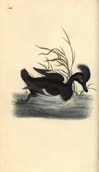 Reiherente, Aythya fuligula. Handkolorierter Kupferstich von Edward Donovan aus seiner eigenen „Natural History of British Birds“, London
