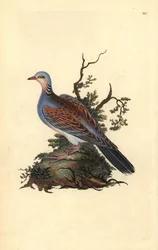 Turteltaube, Streptopelia turtur. Handkolorierte Kupferplatte gezeichnet und graviert von Edward Donovan aus seiner Natural History of British Birds (1794-1819)