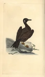 Wagelmöwe, Jungtier der Mantelmöwe, Larus marinus. Handkolorierte Kupferplatte gezeichnet und graviert von Edward Donovan aus seiner Natural History of British Birds, London