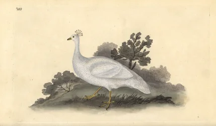 Weißhaubenpfau (weiblich), Pavo cristatus. Handkolorierte Kupferstich von Edward Donovan aus seiner Natural History of British Birds, London