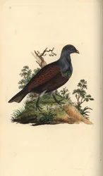 Auerhuhn, Tetrao urogallus. Handkolorierte Kupferstichzeichnung und -gravur von Edward Donovan aus seiner Natural History of British Birds, London
