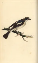Neuntöter, Lanius senator. Handkolorierte Kupferstichzeichnung und -gravur von Edward Donovan aus seinem eigenen „Natural History of British Birds“, London