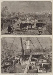 Vieh für den Weihnachtsmarkt