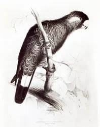 Calyptorhynchus baudinii oder Baudins Rabenkakadu, 1832
