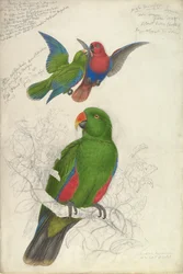Eclectus Roratus Polychloros
