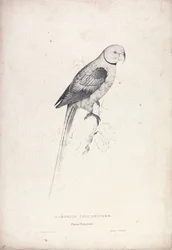 Palaeornia Columbiodes / Taubenpapagei (Tafel 31)