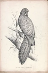 Platycereus Tabuensis / Tabuan-Sittich (Tafel 16)