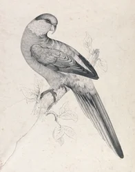 Rotkappensittich, Männchen (Tafel 21)
