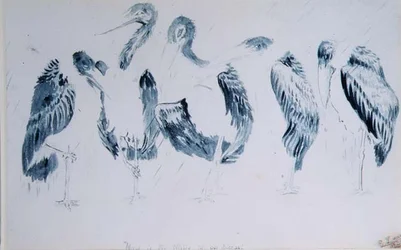 Studien von Störchen