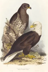 Weißkopfseeadler