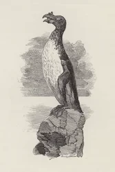 Illustration für Die Wasserkinder von Charles Kingsley