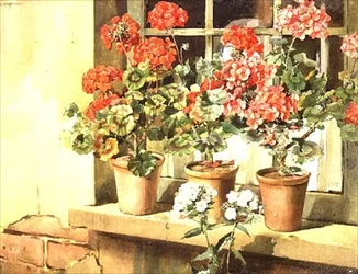 Geranien