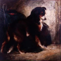 Der Schäferhund
