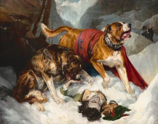 Alpenmastiffs beleben einen erschöpften Reisenden