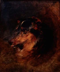 Kopfstudie eines Collie-Hundes