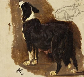 Collie-Hündin