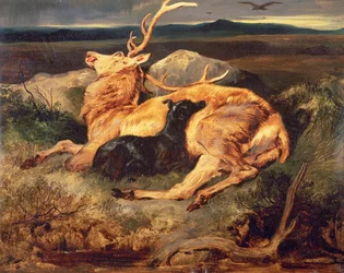 Hirsch