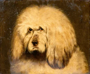 Studie eines Hundekopfes