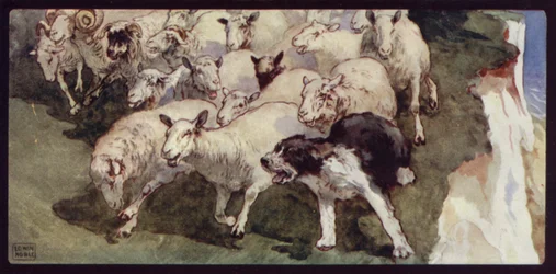 Bobtail-Schäferhund und Herde auf den Klippen