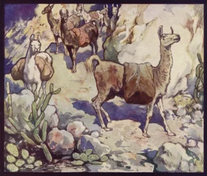 Lamas in den Anden (Farblithografie)