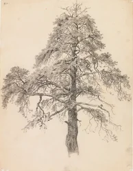 Kiefernwipfel
